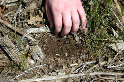 Asiatic garden beetle white grub