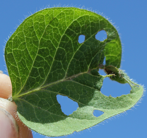 Bean leaf beetle damage