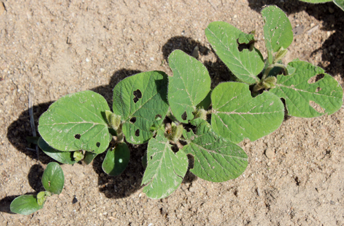 Bean leaf beetle damage