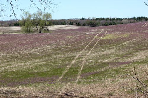 Winter annual weed species