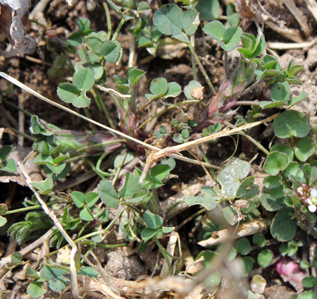 Alfalfa