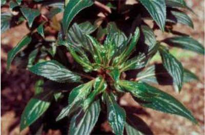 New Guinea impatiens.