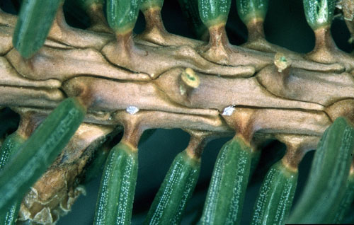 Cooley spruce gall adelgid Cooley spruce gall adelgid