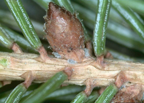 Eastern spruce gall adelgid