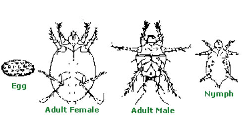 Evolution Broadmites.