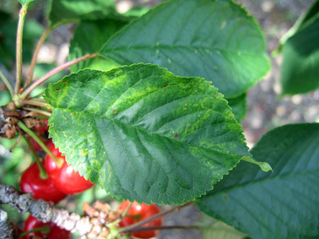 Mottled symptoms on sweet cherry leaves caused by prune dwarf virus.