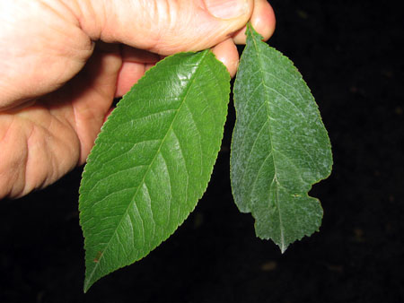 Irregular leaf margin (right) on tart cherry leaf affected by prunus necrotic ring spot virus.