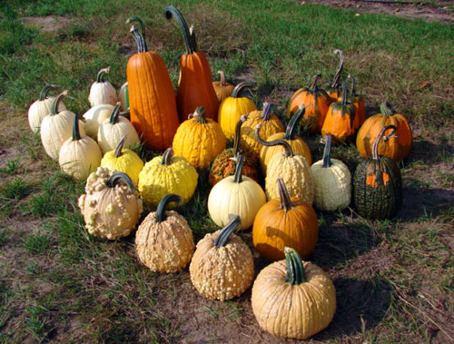 Pumpkins