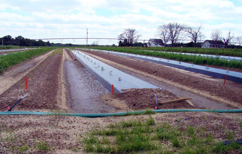 Raised bed