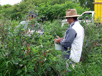 Blueberry field