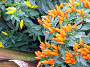 Ornamental peppers.