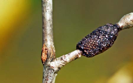 Forest tent caterpillar egg mass.