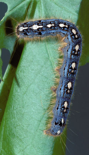 Forest tent caterpillar.