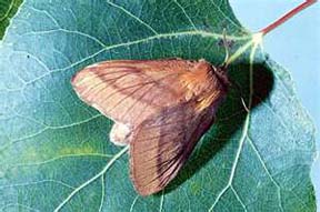 Forest tent caterpillar adult moth.