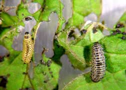 viburnum leaf beetle larvae