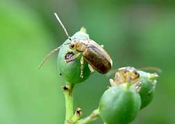 viburnum leaf beetle