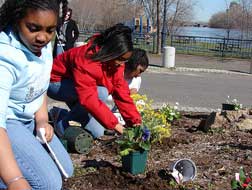 youth planting