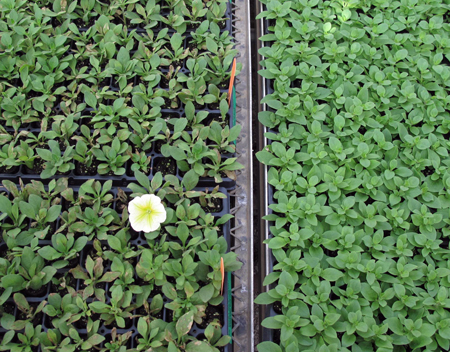 Cuttings begin to turn yellow, develop necrotic (brown) spots and/or shoot tips abort during week 3 of propagation (left). An unaffected cultivar propagated at the same time as the affected cultivar (right). 