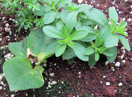 The shoot-tip meristem of petunia aborted during propagation. If fertility levels are sufficient, the axillary buds develop but flowering of those shoots is delayed.