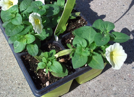 The variability in rooted liners of petunia created a nonuniform finish crop.