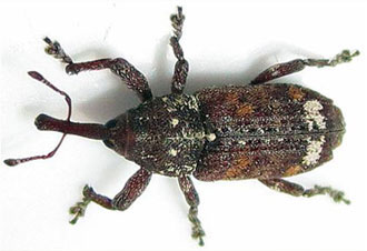 Northern pine weevil