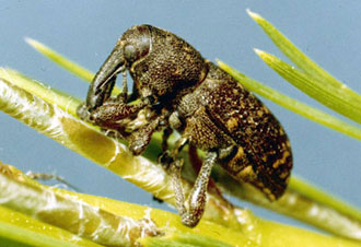 Pales weevil