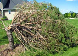 Zimmerman pine moth damage