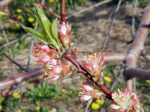 Peach bloom