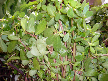 Purslane ready to eat.