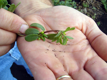 Purslane seeds.