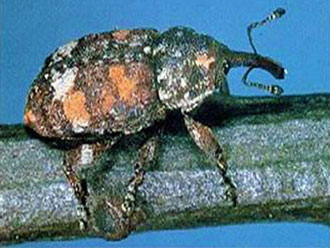 White pine weevil