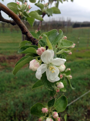 Apples in bloom