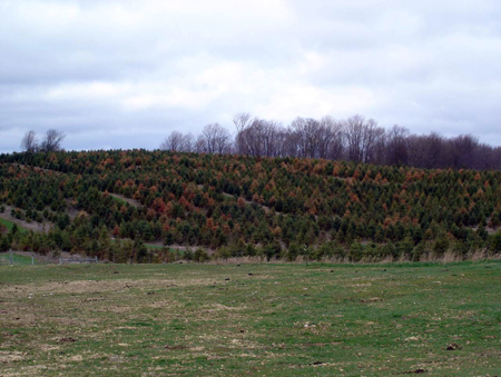 Christmas tree plantation with Swiss needlecast.