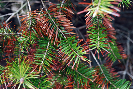 Swiss needlecast on Douglas-fir.