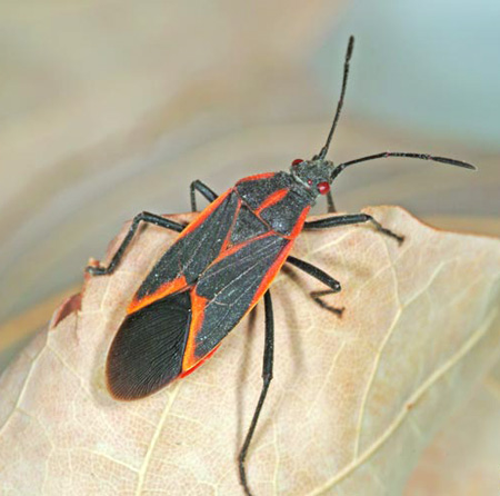 An adult boxelder bug, Boisea trivittatus (Hemiptera: Rhopalidae).
