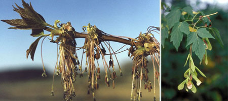 (Left) The flowers of a boxelder tree. (Right) The leaves and seeds of a boxelder tree. (Left) The flowers of a boxelder tree. (Right) The leaves and seeds of a boxelder tree.