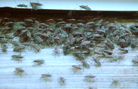 A large congregation of boxelder bugs hanging out on a sun warmed surface in October.