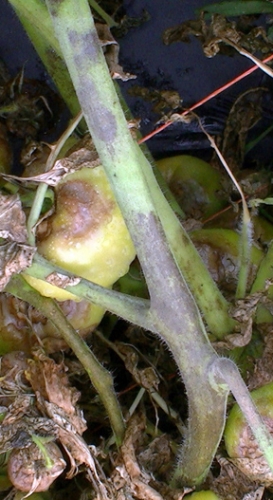 Tomato late blight.