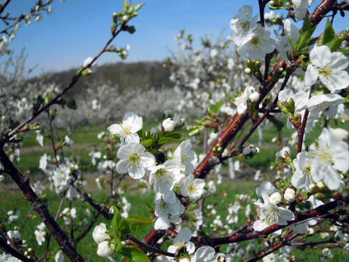 Cherries blooming