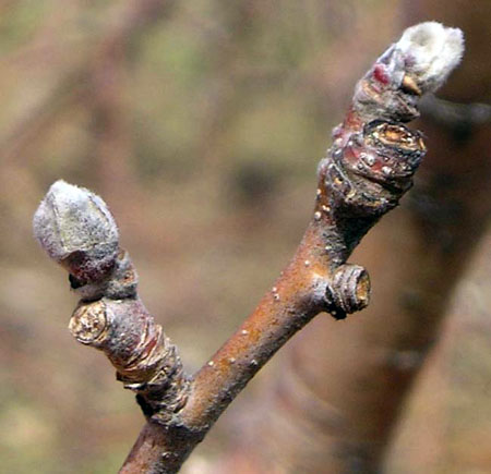 Silver tip in Jonathon apples.