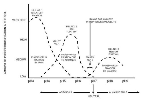 Phosphorus fixation graph