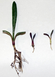 Dianthus seedlings