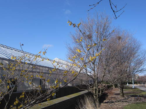 Witch-hazel in bloom