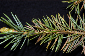 Infected needles turning purple and brown as a result of Rhizosphaera.