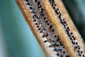 fruiting bodies of Rhizosphaera.