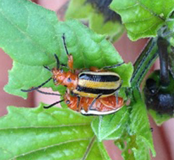 3-lined potato beetles