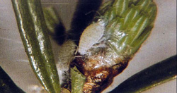 Balsam twig aphids Balsam twig aphids