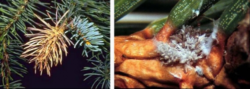 Spruce gall midge Spruce gall midge