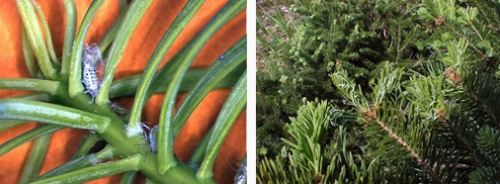 Balsam twig aphids Balsam twig aphids
