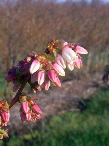 Bluetta in bloom